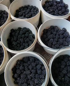 Gunnadoo Berries - Surfers Gold Coast 3