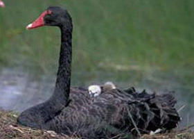French Island Marine National Park - Surfers Gold Coast 0