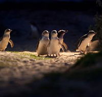 Phillip Island Nature Parks - Surfers Gold Coast