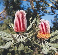 Coorow Wildflower Drive - Surfers Gold Coast