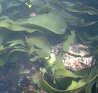 Churchill Island Marine National Park - Surfers Gold Coast