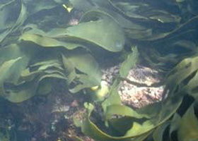 Churchill Island Marine National Park - Surfers Gold Coast 0