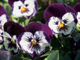 Newtown Park State Rose Garden - Surfers Gold Coast 0