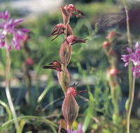Carnamah-Eneabba Wildflower Drive - Surfers Gold Coast