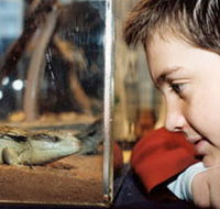 Canberra Reptile Zoo - Surfers Gold Coast