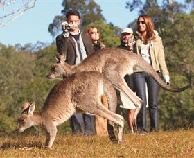 Boutique Tours Australia - Surfers Gold Coast 2