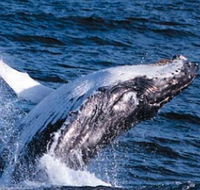 Sydney Eco Whale Watching - Surfers Gold Coast
