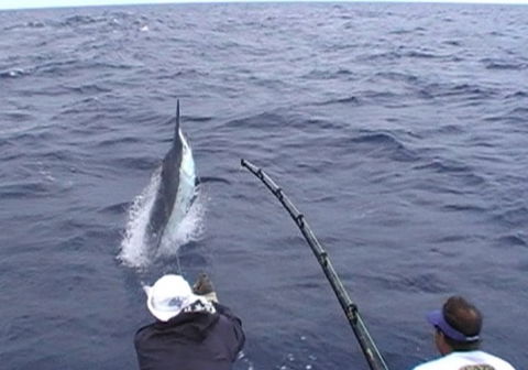 Amokura Charters - Surfers Gold Coast 0