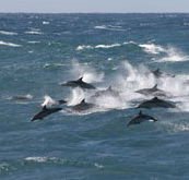 Tamboi Queen Cruises - Surfers Gold Coast