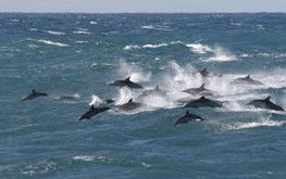 Tamboi Queen Cruises - Surfers Gold Coast 0