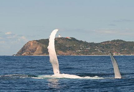 Byron Bay Whale Watching - Surfers Gold Coast 3