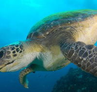 Byron Bay Dive Centre - Surfers Gold Coast