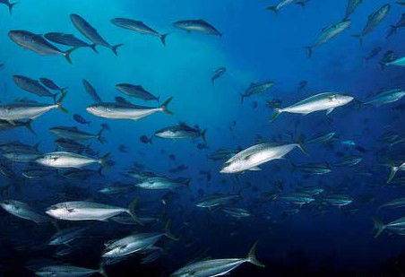 Byron Bay Dive Centre - Surfers Gold Coast 2