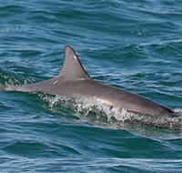 Byron Bay Dolphin Wildlife Tours - Surfers Gold Coast