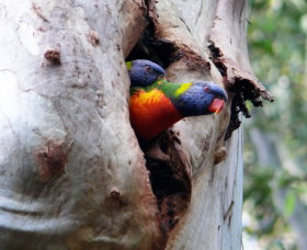 West Pennant Hills NSW Surfers Gold Coast