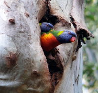 Cumberland State Forest - Surfers Gold Coast