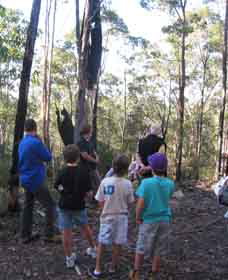 Boronia Tours - Surfers Gold Coast 1