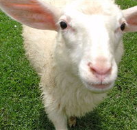 Golden Ridge Animal Farm - Surfers Gold Coast