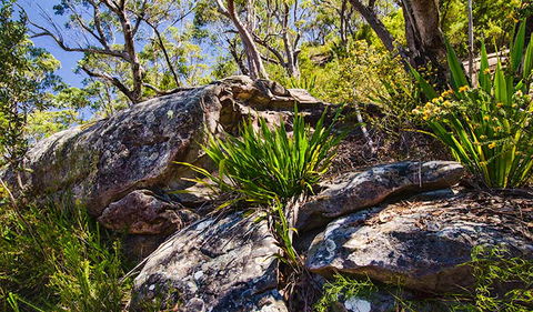 Canoelands Ridge Walking Track - Surfers Gold Coast 1