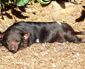 Symbio Wildlife Park - Surfers Gold Coast 0