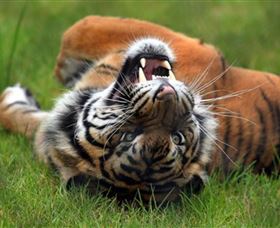 Symbio Wildlife Park - Surfers Gold Coast 6