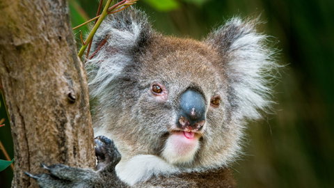 Brisbane Water National Park - Surfers Gold Coast 2