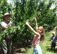 Forest Range Cherries - Surfers Gold Coast