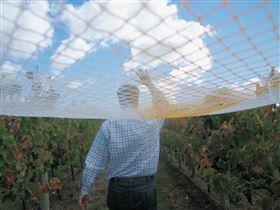 Mr. Riggs - Surfers Gold Coast 2