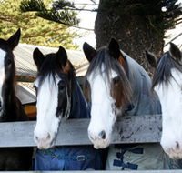 Victor Harbor Horse Drawn Tramway - Surfers Gold Coast