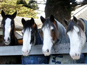 Victor Harbor Horse Drawn Tramway - Surfers Gold Coast 0