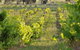 Bell River Estate Winery - thumb 3