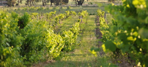 Bell River Estate Winery - Surfers Gold Coast 3