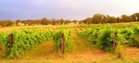Bell River Estate Winery - Surfers Gold Coast 7