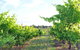 Bell River Estate Winery - thumb 8