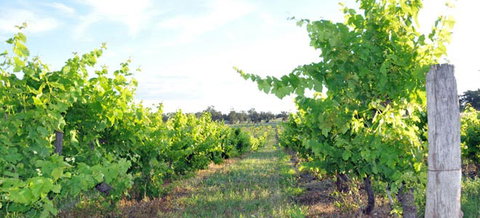 Bell River Estate Winery - Surfers Gold Coast 8