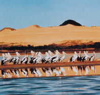 Coorong National Park - Surfers Gold Coast