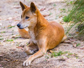 Territory Wildlife Park - Surfers Gold Coast 2