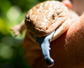 Territory Wildlife Park - Surfers Gold Coast 5