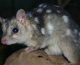 Territory Wildlife Park - Surfers Gold Coast 6