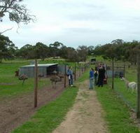 Avenue Emus - Surfers Gold Coast
