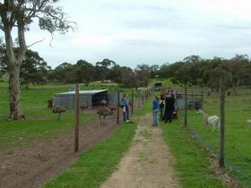 Avenue Emus - Surfers Gold Coast 0