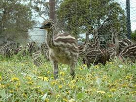 Avenue Emus - Surfers Gold Coast 1