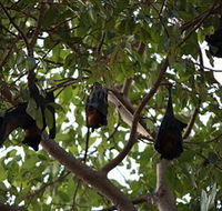 Manngarre Rainforest Walk - Surfers Gold Coast