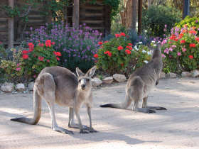 The Pioneer Settlement - Surfers Gold Coast 5