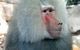 Crocodylus Park - thumb 3