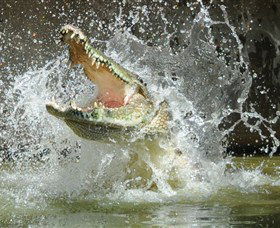 Crocodylus Park - Surfers Gold Coast 5