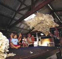 Shear Outback the Australian Shearers Hall of Fame - Surfers Gold Coast
