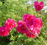 Bishop's Lodge Historic House and Heritage Rose Garden - Surfers Gold Coast