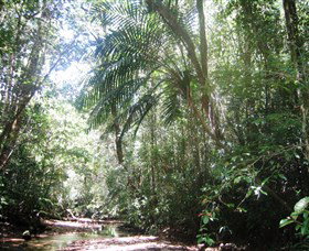 Mount Lewis National Park - Surfers Gold Coast 0