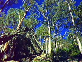 Blackdown Tableland National Park - Surfers Gold Coast 3